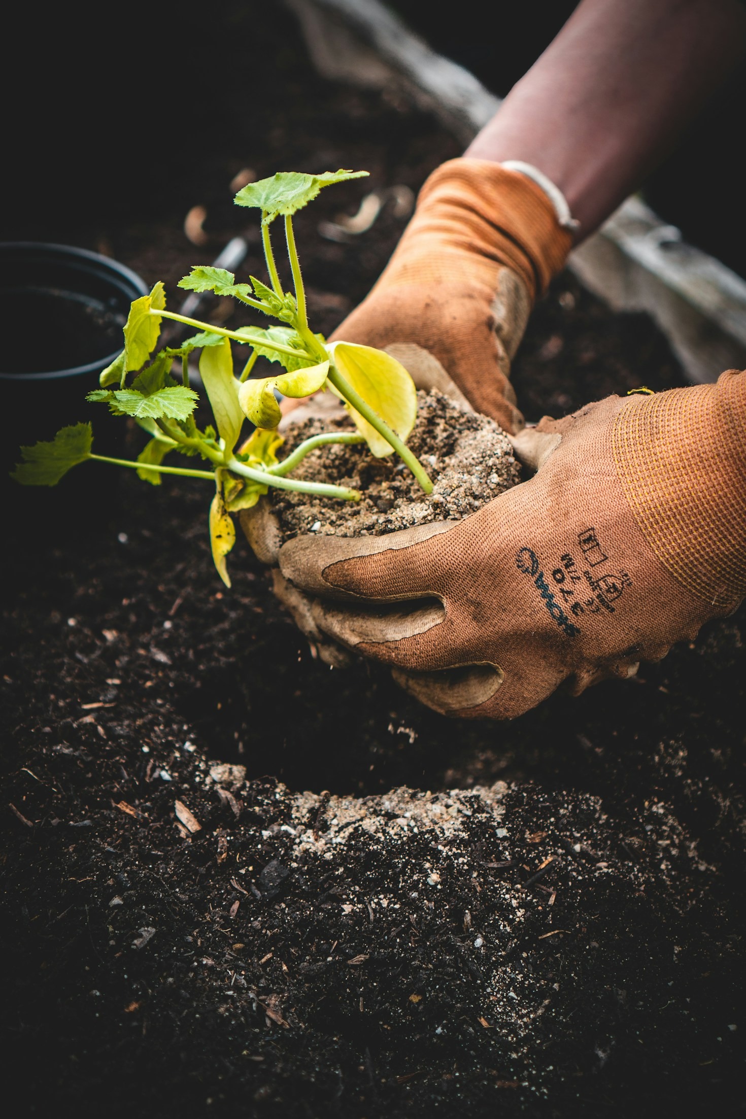 Erfolgsgeheimnisse der Gartenpflege