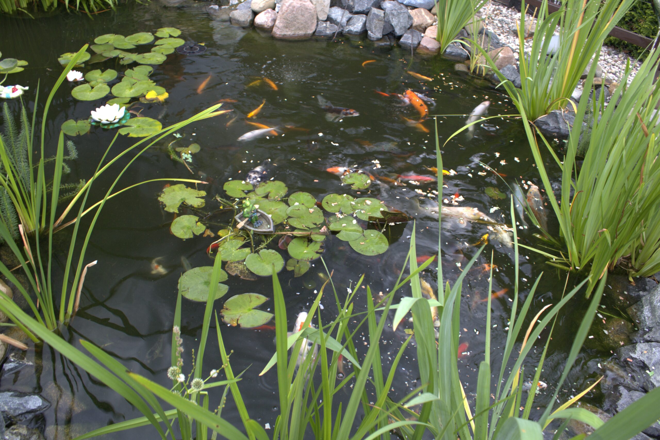 Fische im Garten, Haustier oder Passion?